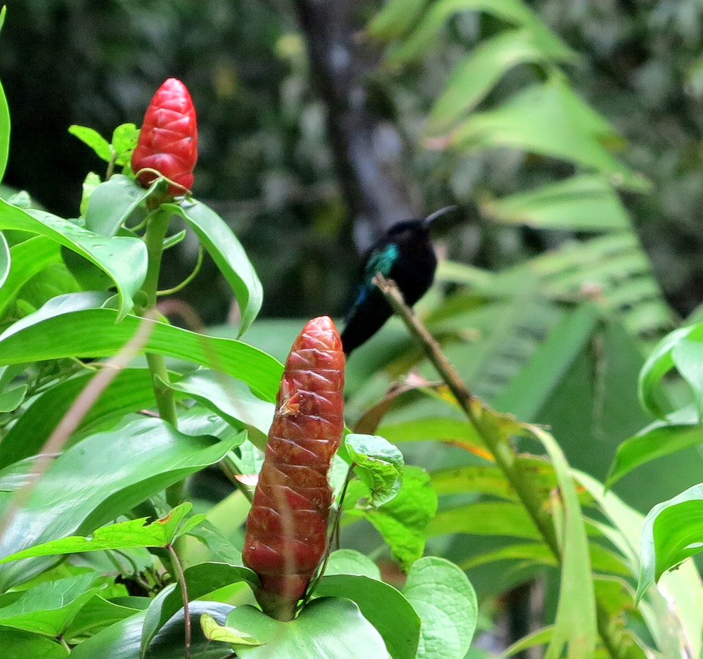 Humming bird Dominica Double-Barrelled Travel